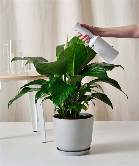 moisture meter peace lily|peace lily indoor plant watering.